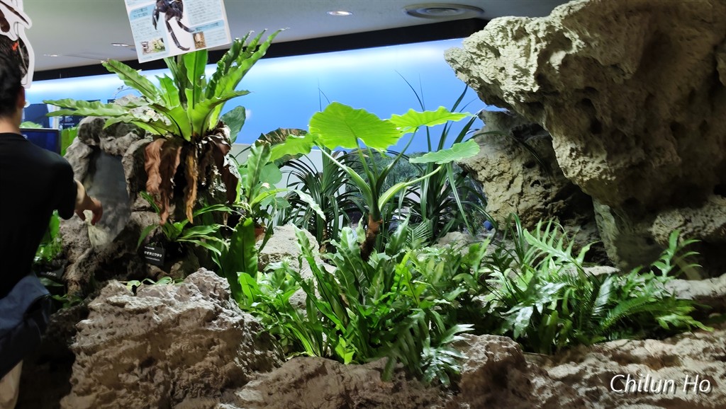 沖縄美ら海水族館